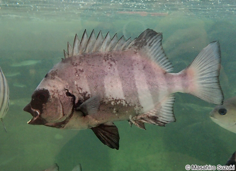 イシダイ Oplegnathus fasciatus
