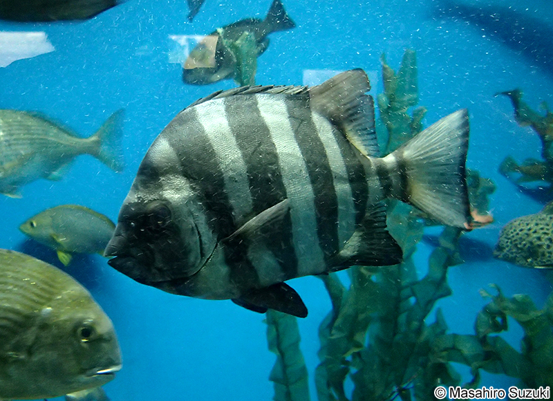 イシダイ Oplegnathus fasciatus