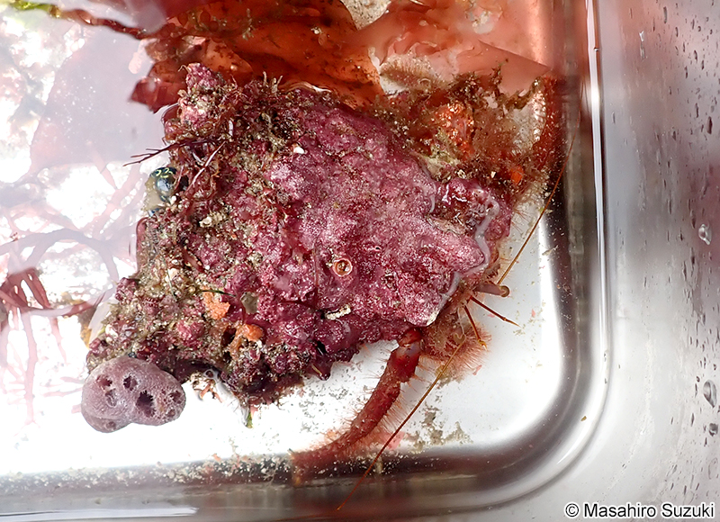 イシダタミヤドカリ Dardanus crassimanus