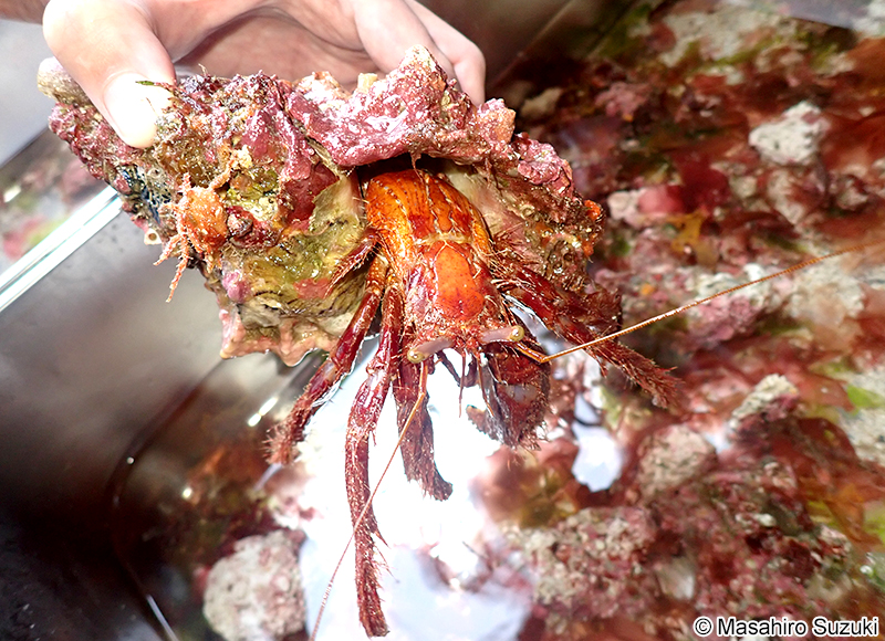 イシダタミヤドカリ Dardanus crassimanus