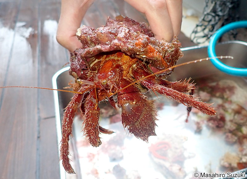 イシダタミヤドカリ Dardanus crassimanus