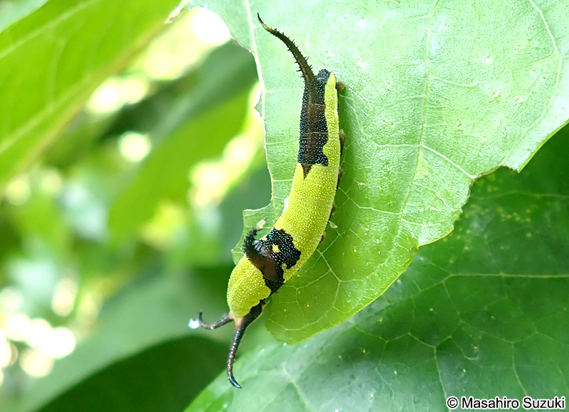 イシガケチョウの幼虫