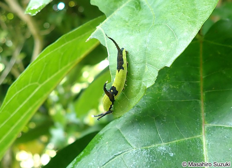 イシガケチョウの幼虫