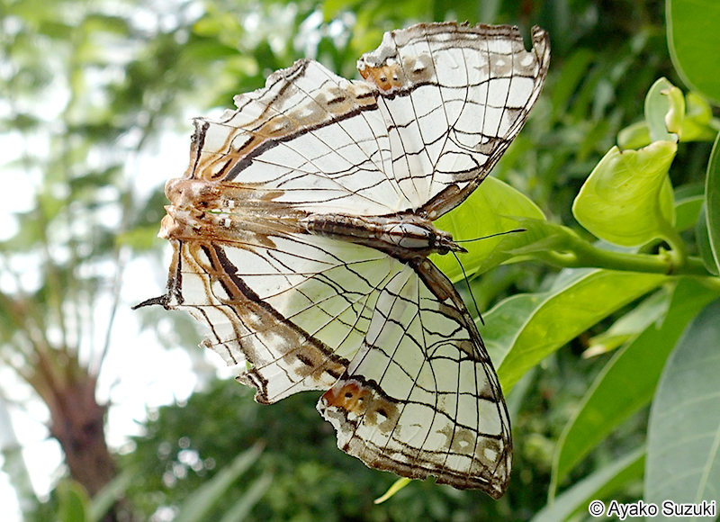 イシガケチョウ Cyrestis thyodamas