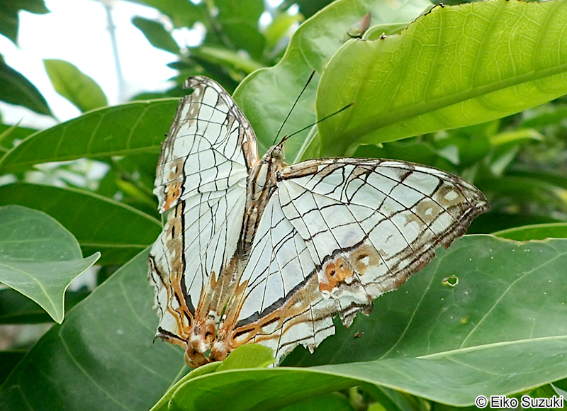 イシガケチョウ Cyrestis thyodamas
