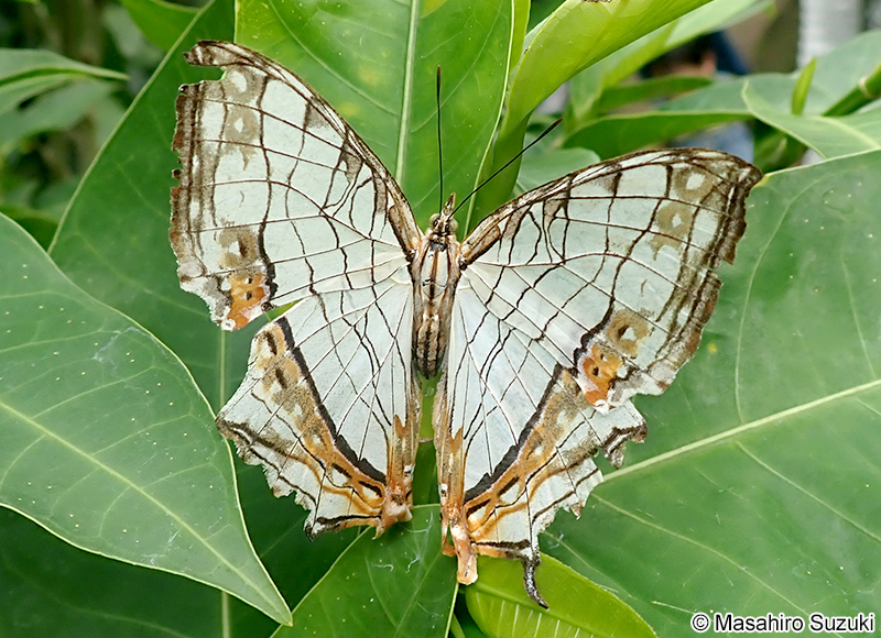 イシガケチョウ Cyrestis thyodamas