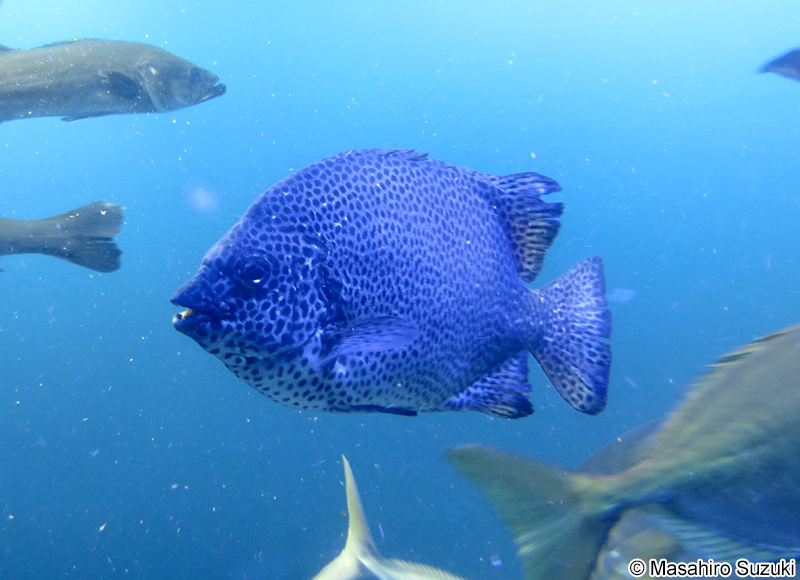 イシガキダイ Oplegnathus punctatus