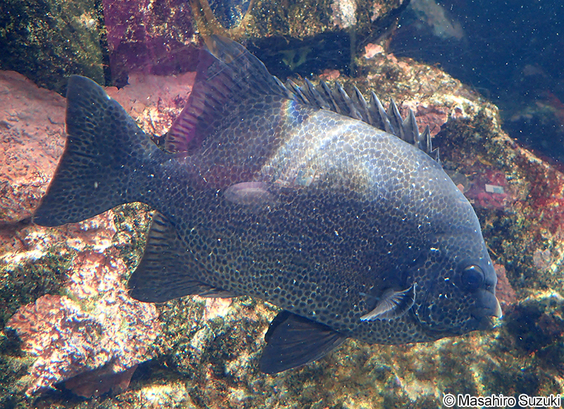 イシガキダイ Oplegnathus punctatus