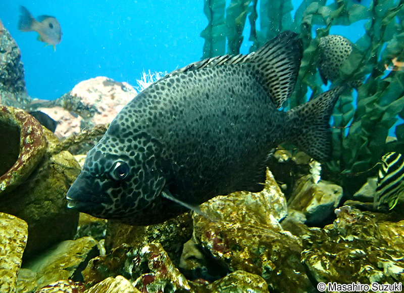 イシガキダイ Oplegnathus punctatus