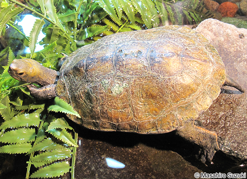 ニホンイシガメ Mauremys japonica