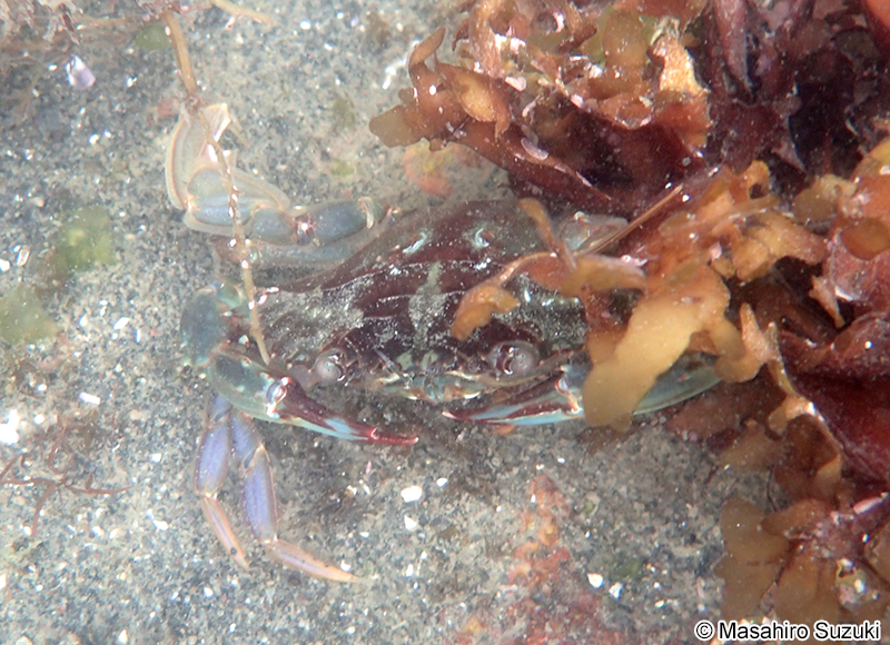 イシガニ Charybdis japonica