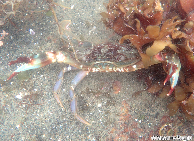 イシガニ Charybdis japonica