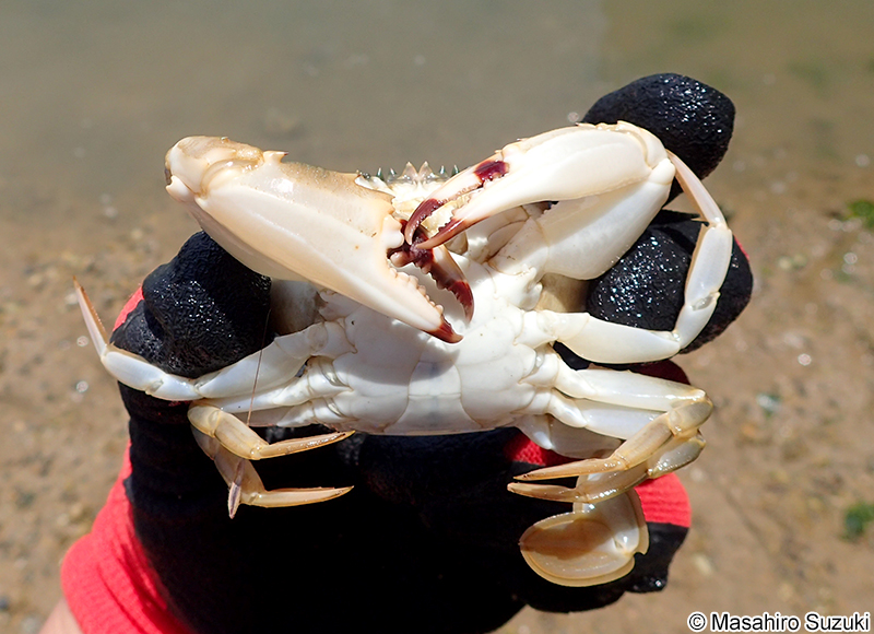 イシガニ Charybdis japonica