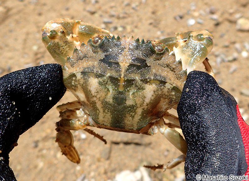 イシガニ Charybdis japonica