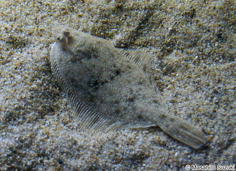 イシガレイ Platichthys bicoloratus
