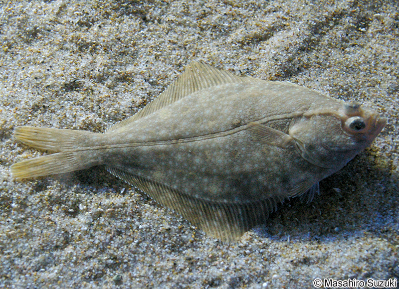 イシガレイ Platichthys bicoloratus