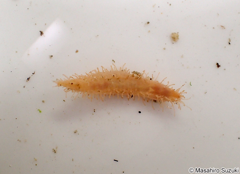 イシコ Eupentacta quinquesemita