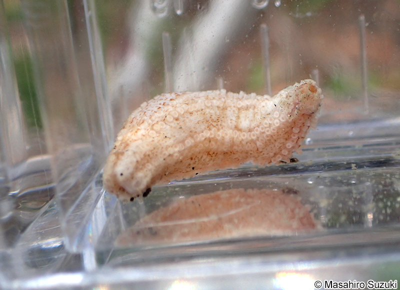 イシコ Eupentacta quinquesemita