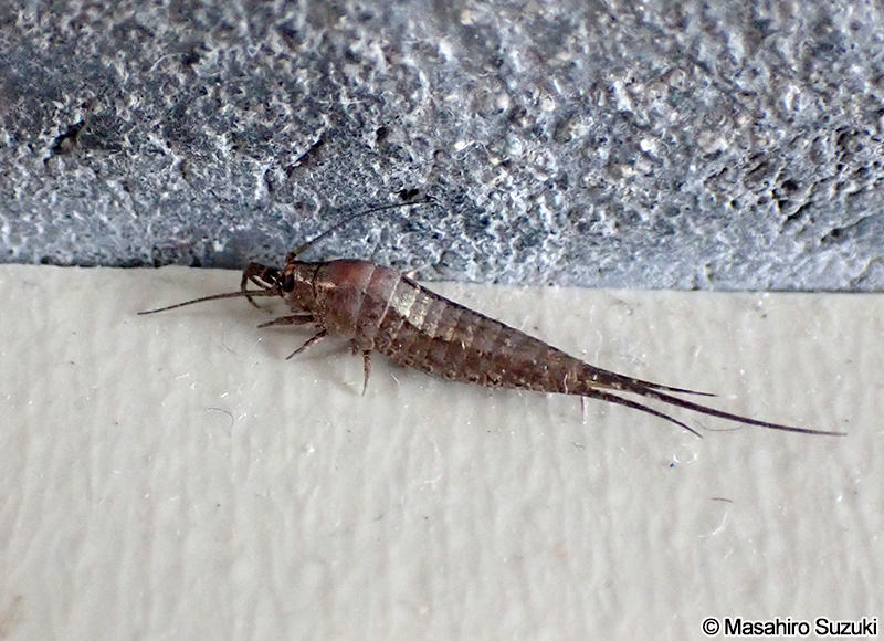イシノミ科の1種 Machilidae sp.
