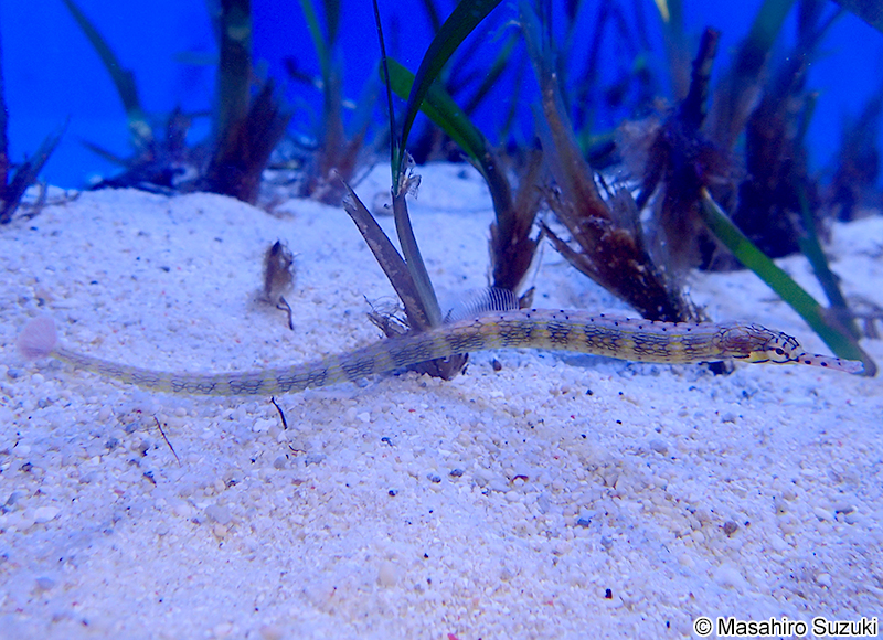 イシヨウジ Corythoichthys haematopterus