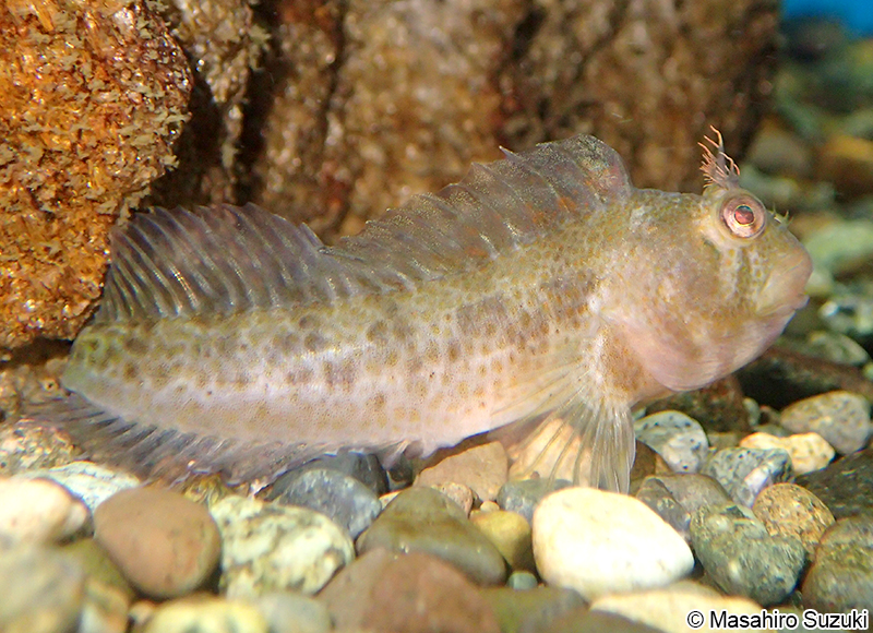 イソギンポ Parablennius yatabei