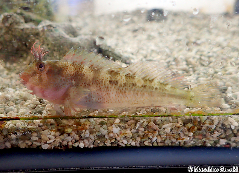 イソギンポ Parablennius yatabei