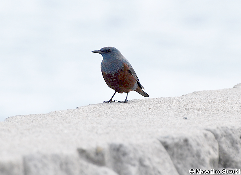 イソヒヨドリ Monticola solitarius