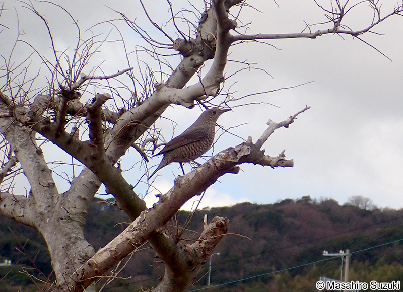 イソヒヨドリ Monticola solitarius