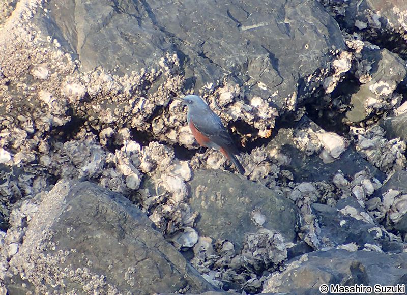 イソヒヨドリ Monticola solitarius