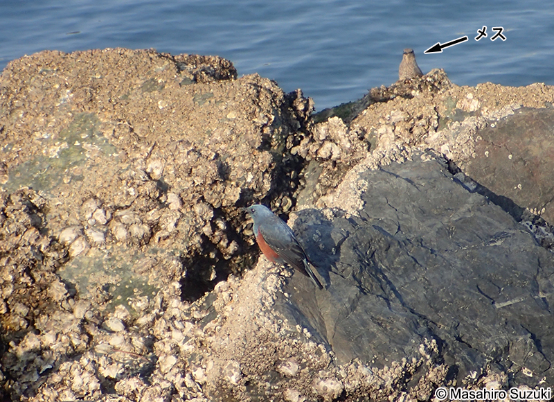 イソヒヨドリ Monticola solitarius