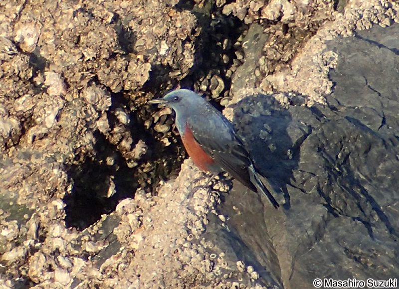 イソヒヨドリ Monticola solitarius