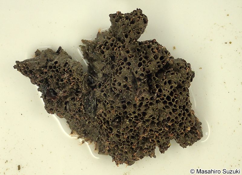 イソホソヨコエビ Ericthonius pugnax