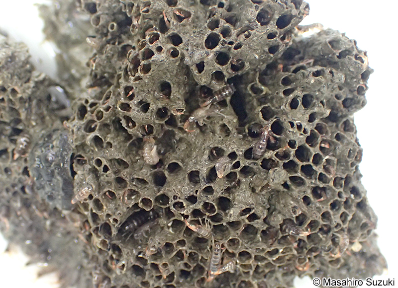 イソホソヨコエビ Ericthonius pugnax