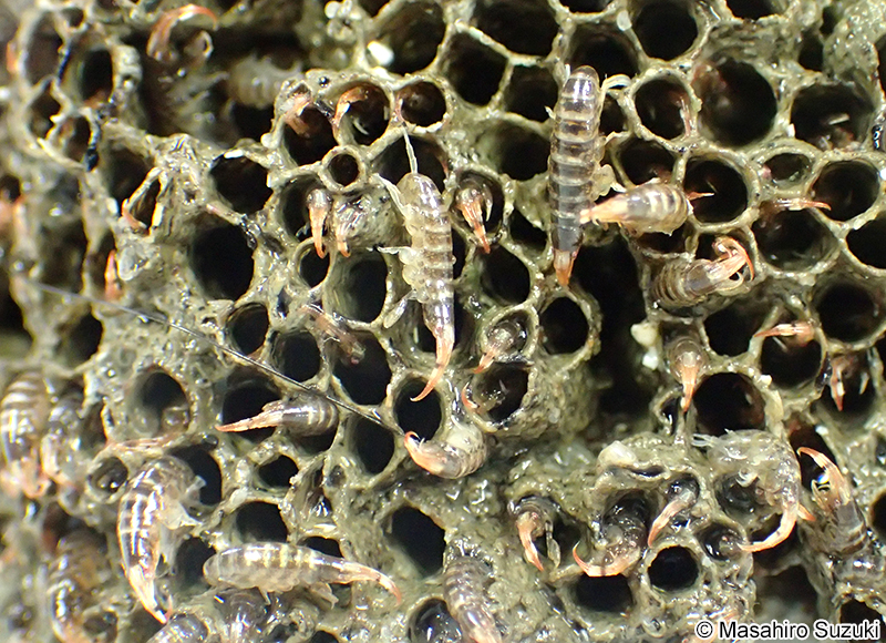 イソホソヨコエビ Ericthonius pugnax