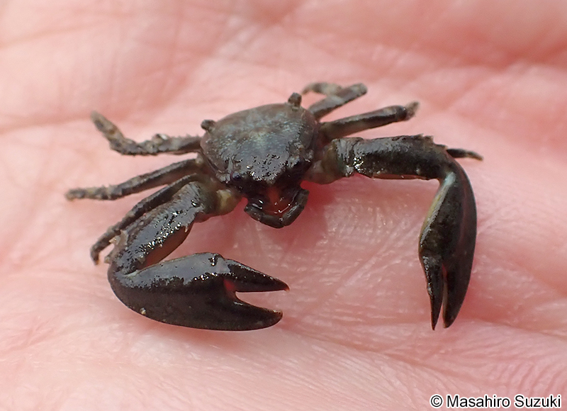 イソカニダマシ Petrolisthes japonicus