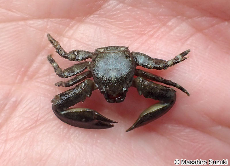 イソカニダマシ Petrolisthes japonicus