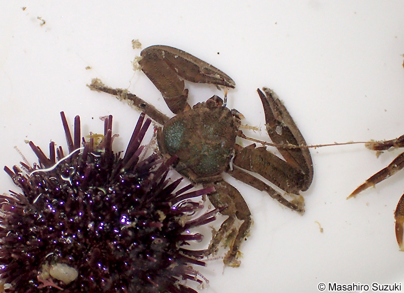 イソカニダマシ Petrolisthes japonicus