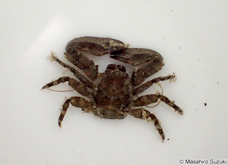 イソカニダマシ Petrolisthes japonicus