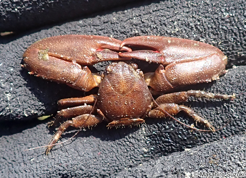 イソカニダマシ Petrolisthes japonicus