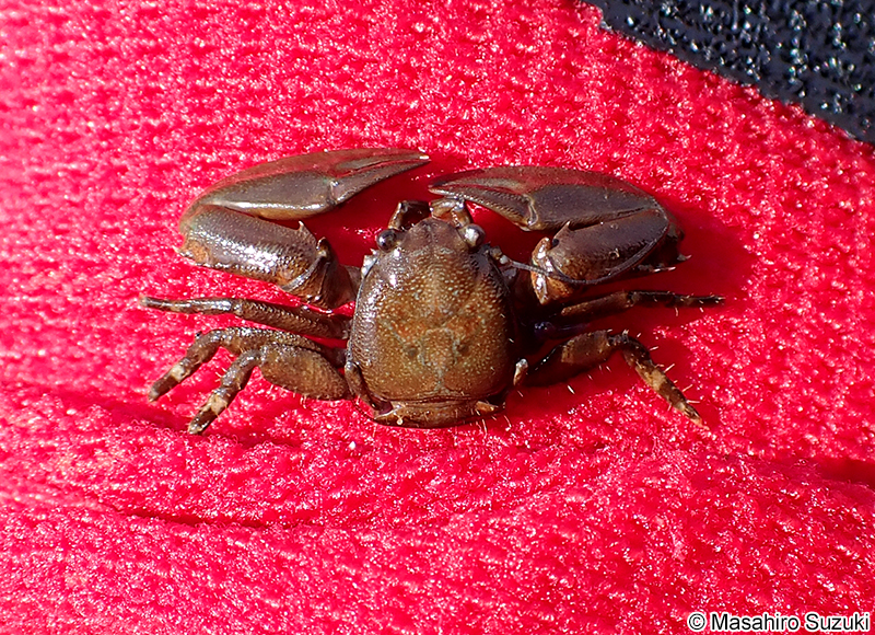 イソカニダマシ Petrolisthes japonicus