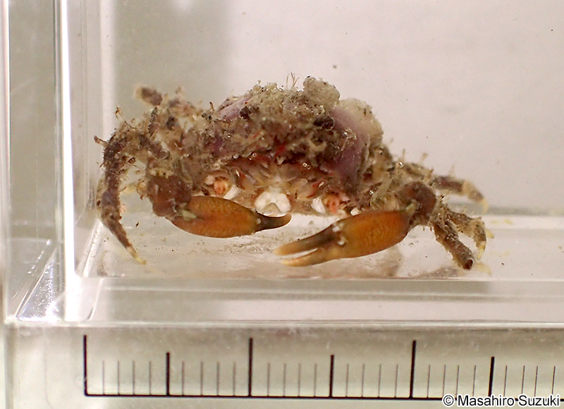 イソクズガニ Tiarinia cornigera