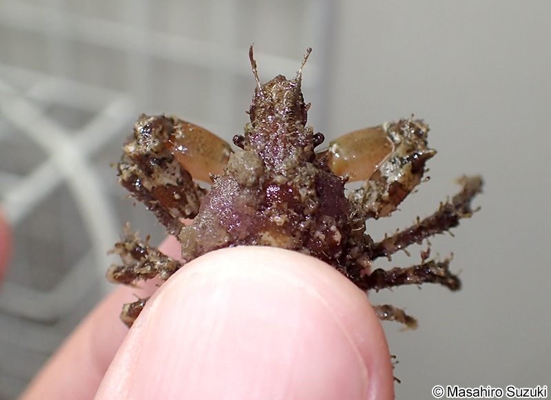 イソクズガニ Tiarinia cornigera