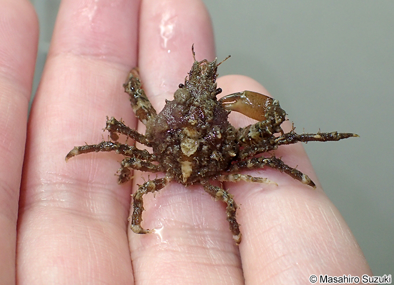 イソクズガニ Tiarinia cornigera