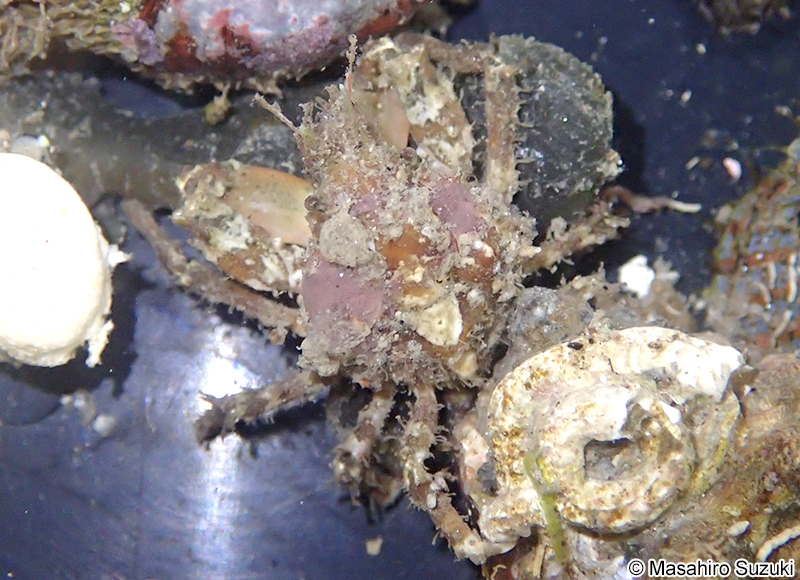 イソクズガニ Tiarinia cornigera