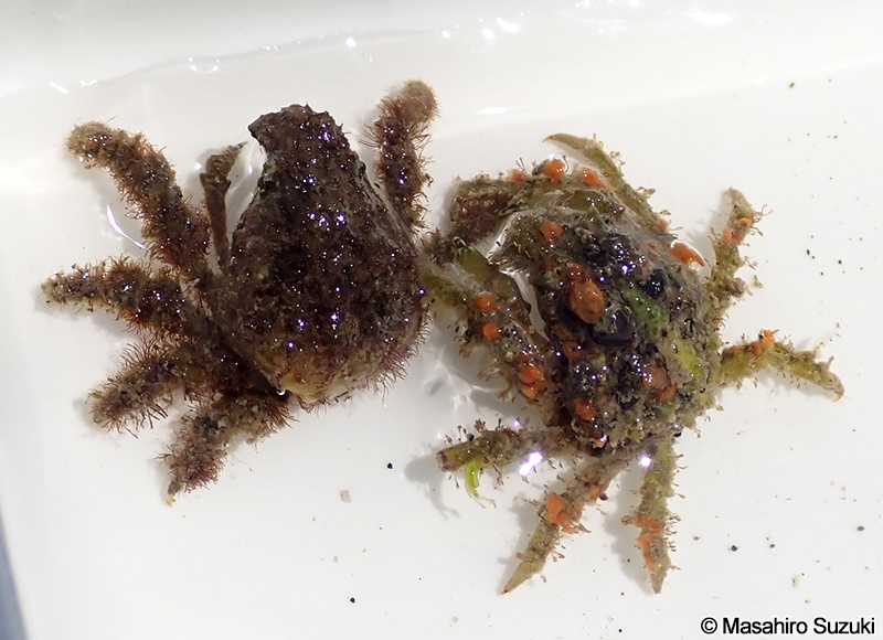 イソクズガニ Tiarinia cornigera