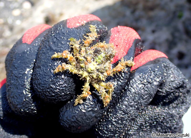 イソクズガニ Tiarinia cornigera