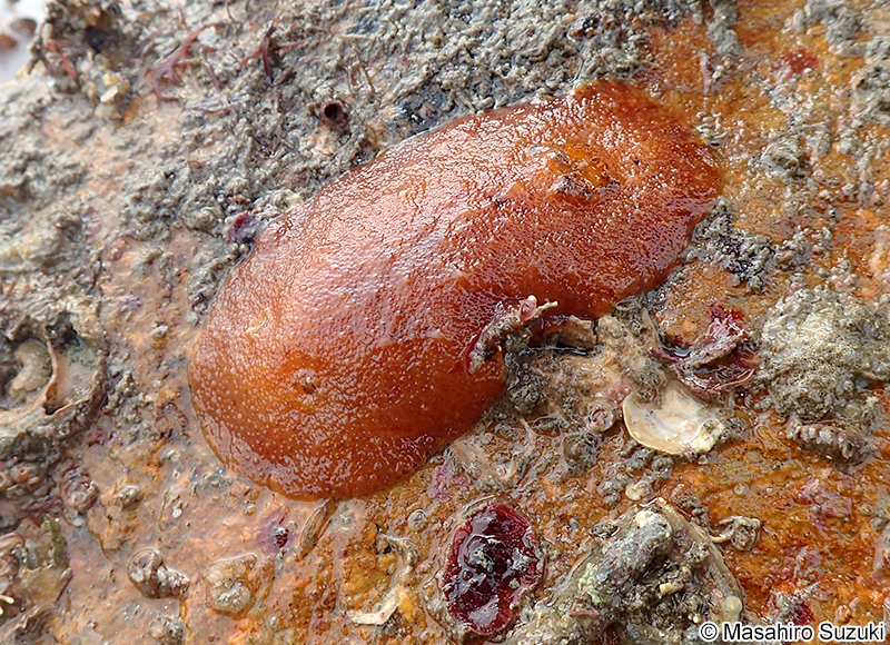 イソウミウシ属の1種 Rostanga sp.