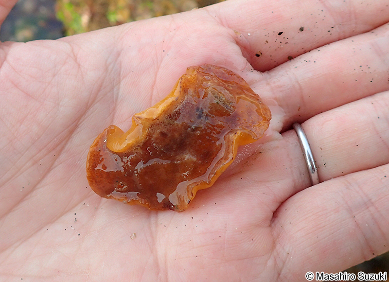 イソウミウシ属の1種 Rostanga sp.