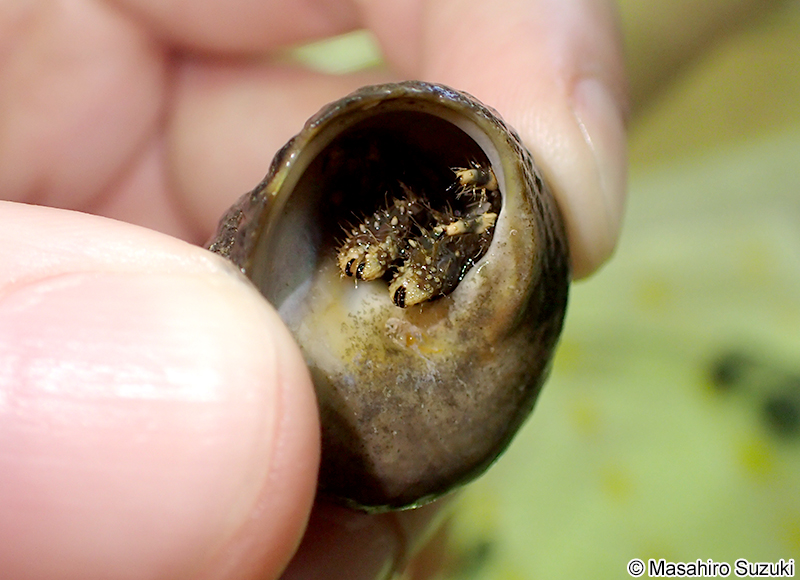 イソヨコバサミ Clibanarius virescens
