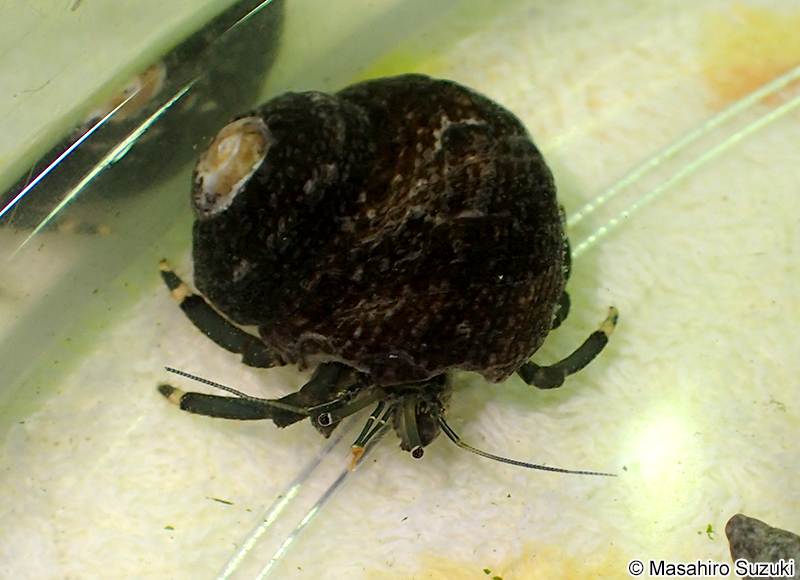 イソヨコバサミ Clibanarius virescens